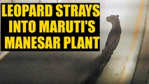 Leopard found straying inside Maruti's Manesar plant, production halted | Oneindia News