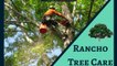 Get Tree Trimming and Removal Services in Rancho Cucamonga