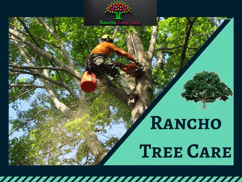 Get Tree Trimming and Removal Services in Rancho Cucamonga