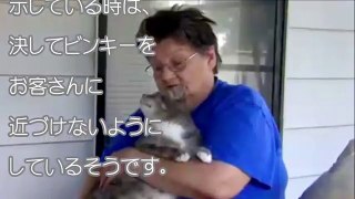 怯える飼い主を守るため、強盗に立ち向かった勇敢な猫。その一撃は、強盗に一生消えることのない傷跡をつくる。【感動する話】