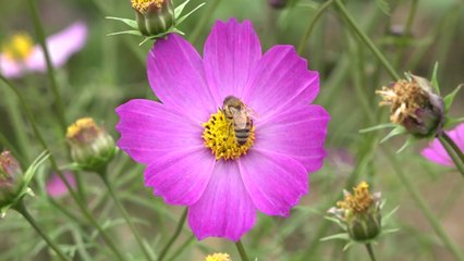 추석 연휴 "코스모스 꽃길 걸으며 여유 찾아요" / YTN