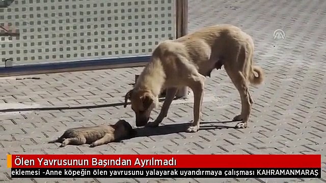Ölen Yavrusunun Başından Ayrılmadı