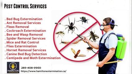 Pest Control Hamilton