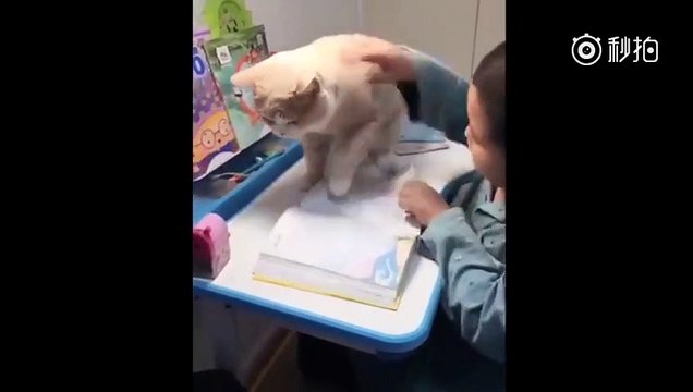 Ce gros chat empêche cet enfant de faire ses devoirs !