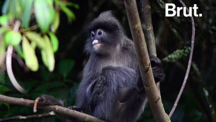 Anticipation : si la forêt amazonienne disparaissait complètement