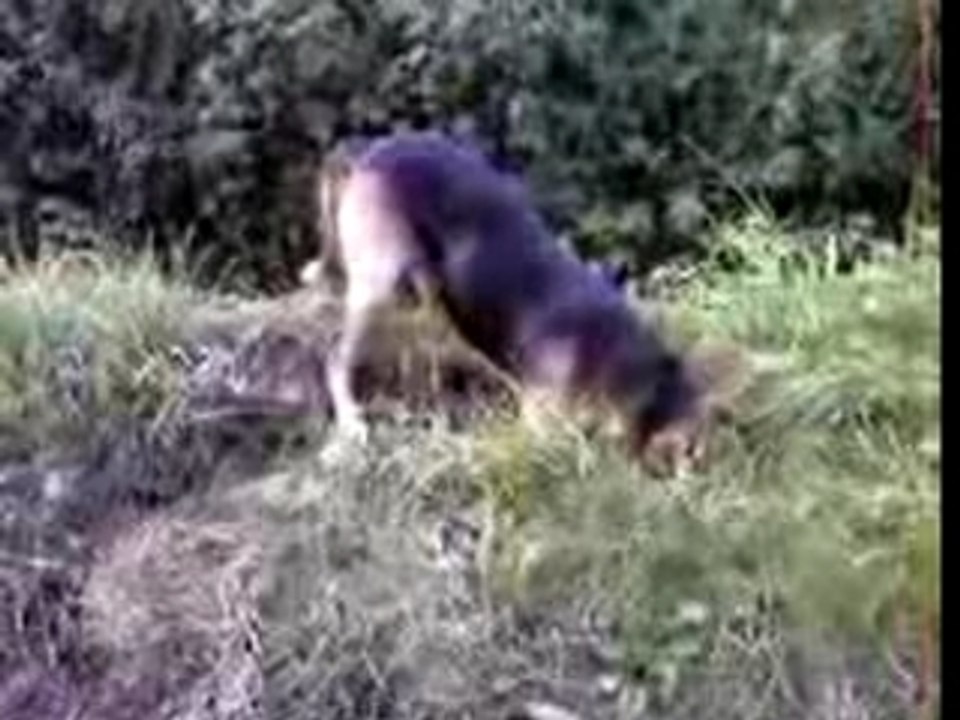 Chouchou cherche la taupe