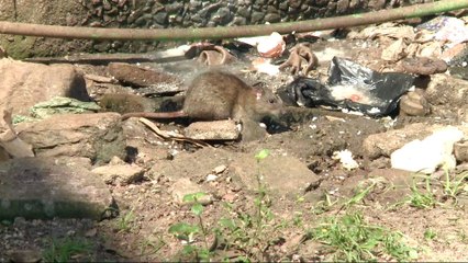 Madagascar plague: 30 killed as public panic over disease