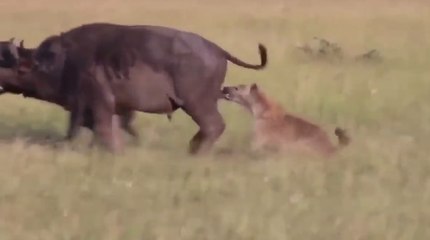 Eaten alive. Hunting Hyenas vs Buffalo Complete video