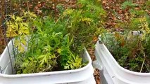 Harvesting Carrots Grown In Containers - Grow Organic Carrots in 5 Gallon Buckets