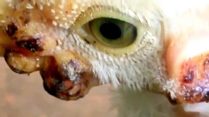 Fowl pox, avian pox, avian poxviridae , avipoxviruses, (Virus Poxvirus sp or Avipoxvirus)