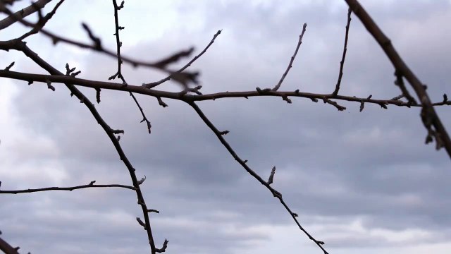 Snapchat exhibits virtual Jeff Koons sculptures