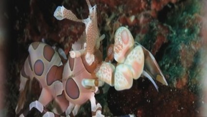 La UE destina 560 millones para salvar los océanos