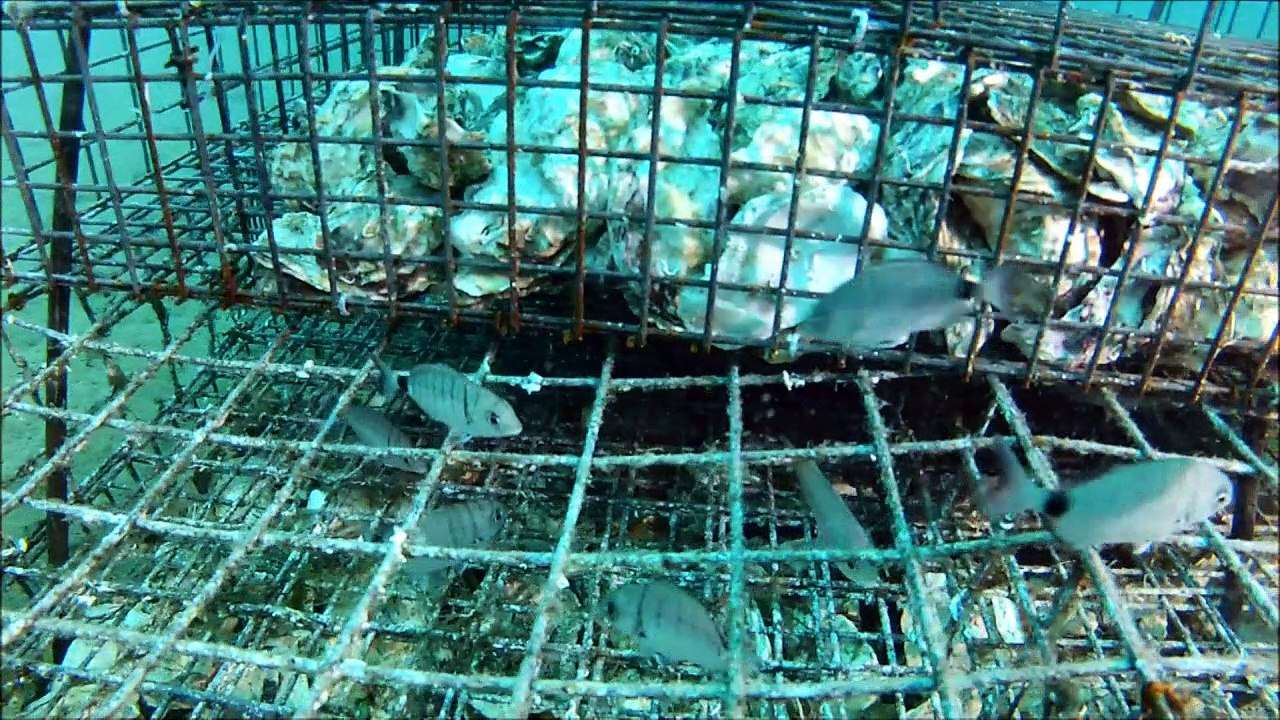 Des nurseries sous l'eau pour "repeupler la mer"
