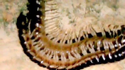 Mating millipede (Lulu's sabulosus cylindroiulus)