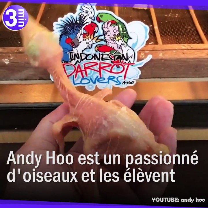 Avez-vous déjà vu la naissance d'un bébé Toucan ?