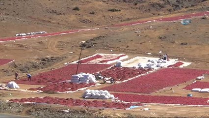 Türkiye'nin İkinci Büyük Biber Üretimi Hasancalı'da Gerçekleştiriliyor