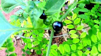 Black nightshade (Solanum nigrum )