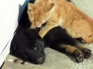 Quelle tendresse !!! un chat fait un doux massage à un chien avec ses pattes avant