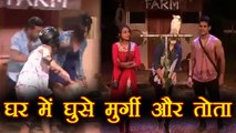 Bigg Boss 11: Hina Khan दौड़ी मुर्गी के पीछे तो Sapna Chaudhary ने की तोते से बात | FilmiBeat