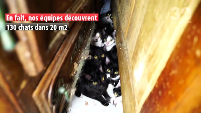 30 millions d'amis découvre 130 chats qui vivaient dans un appartement