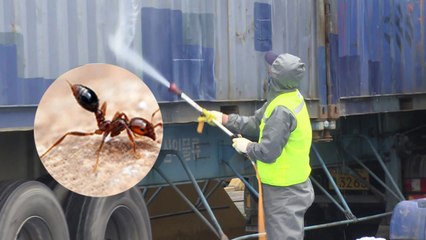 "살인 개미 막아라"...연휴 기간에도 '비상' / YTN