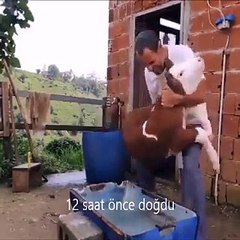 Düşük bütçeli dalin reklamı