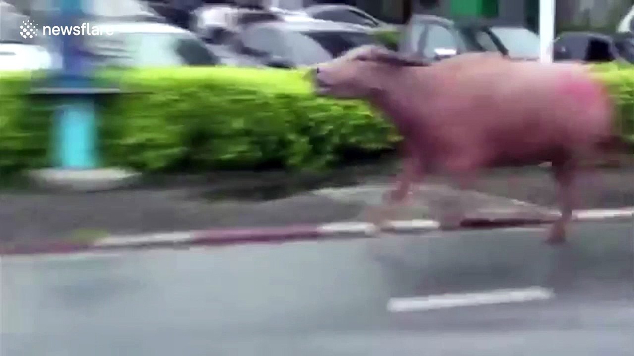 Runaway buffalo chased down street after goring six in Thailand