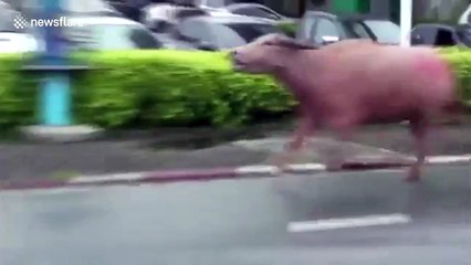 Runaway buffalo chased down street after goring six in Thailand