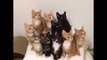 Adorable Synchronized Kittens Can't Take Their Eyes Off the Prize