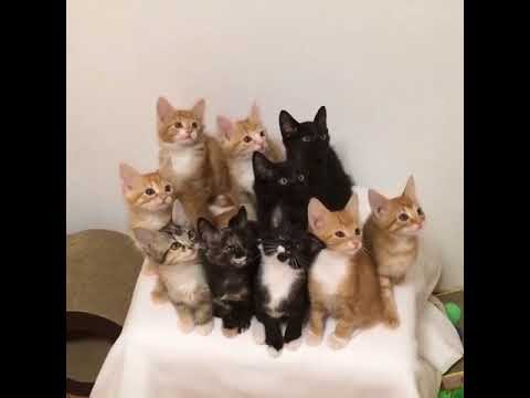Adorable Synchronized Kittens Can't Take Their Eyes Off the Prize