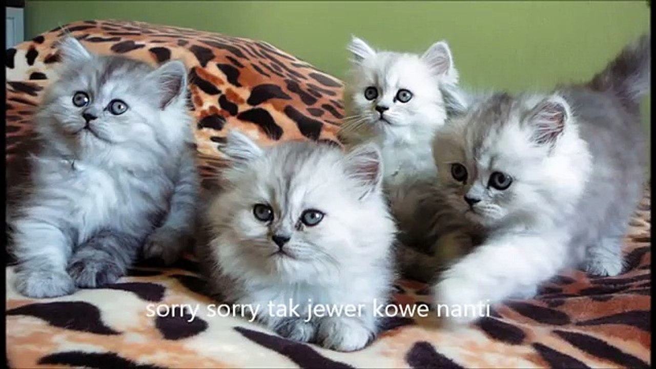 New si meong - lagu anak ceria