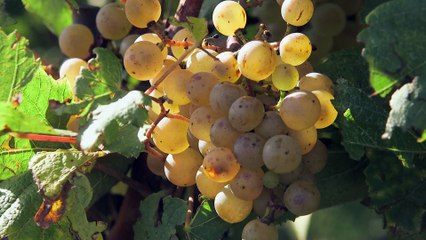Vendanges en Alsace - BEST OF