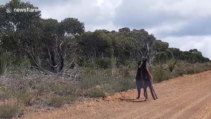 Kangaroo fight in the middle of the road in Australia