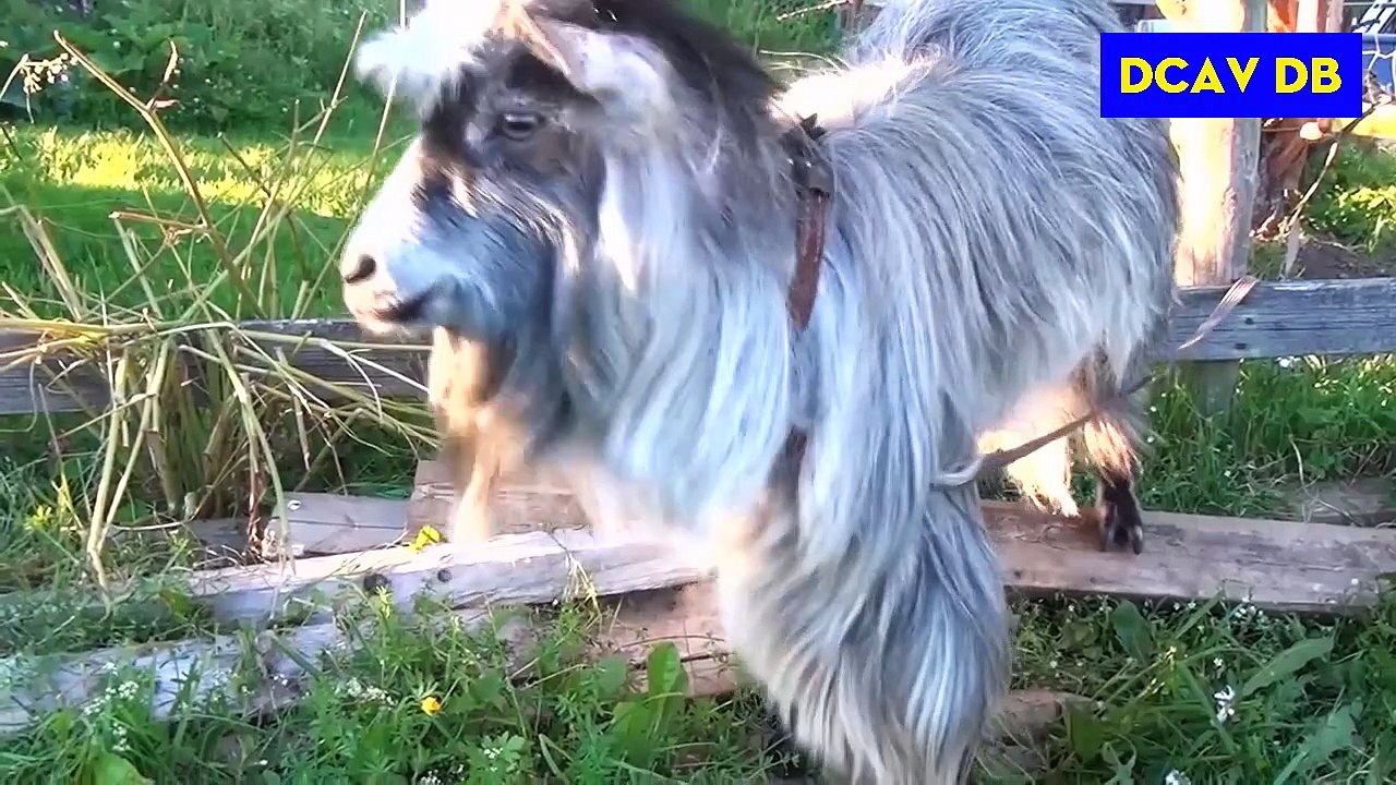 funny pet fails compilation