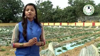 Strawberry cultivation in Bihar (बिहार में स्ट्राबेरी की खेती)