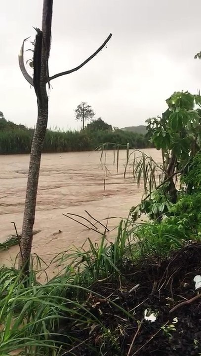 Parrita
