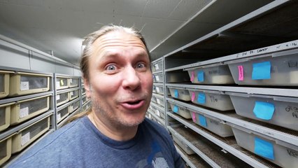 MY COW RETICULATED PYTHON ATE LIKE A CHAMP!!! Brian Barczyk