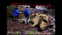 CERDOS GIGANTES: El cerdo mas grande del mundo – Animales salvajes