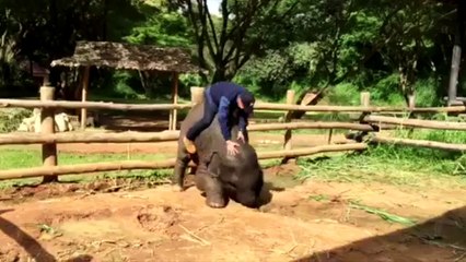 Bumbling Baby Elephant