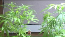 Washington State Considers Allowing Residents to Grow Recreational Pot at Home