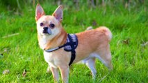 Chihuahua dogs - They are cute dogs with the small body