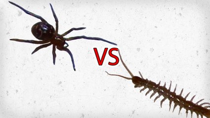 False Widow Spider vs Centipede
