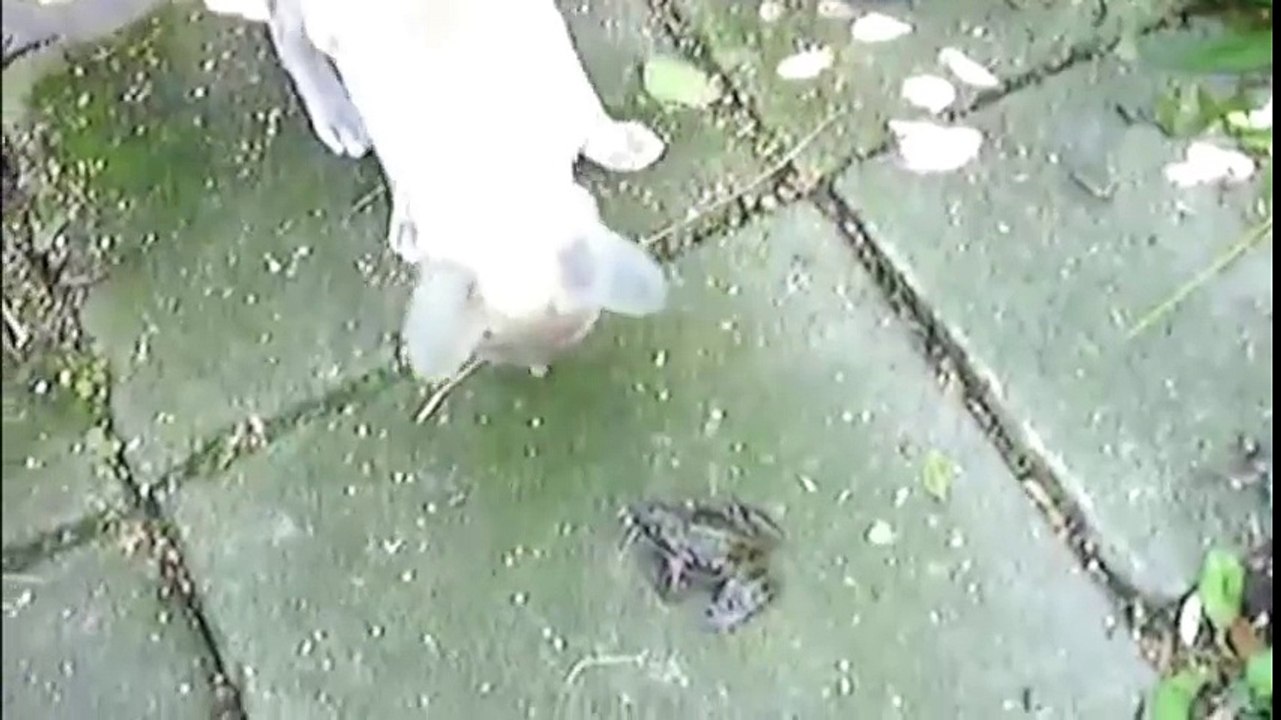 Screaming Funny Animals