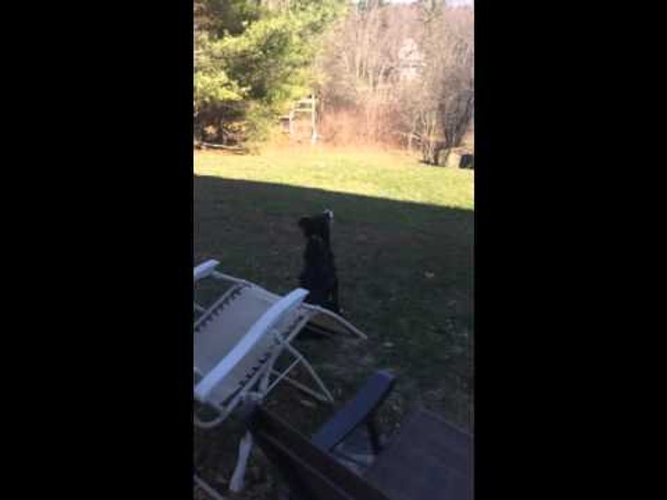 Little Dog "Blue" Thinks the Moon is a Ball