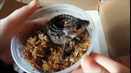 Unboxing crocodile skinks from SoCalHerps!