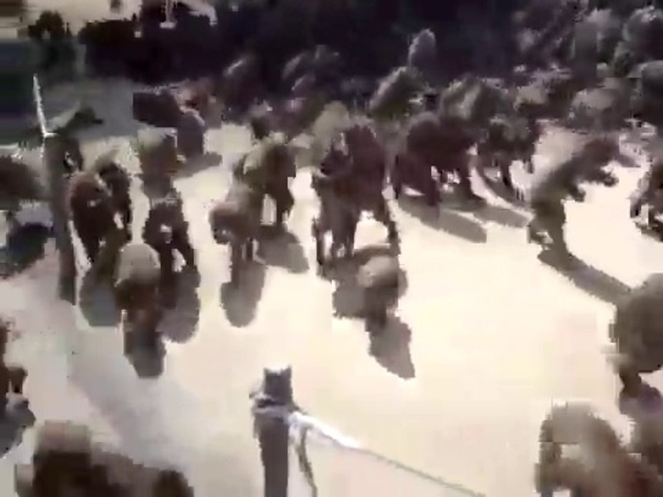 Des centaines de singes deviennent fou au moment du repas dans ce zoo... Impressionnant