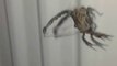 Cette araignée a piégé un scorpion dans sa toile... Impressionnant