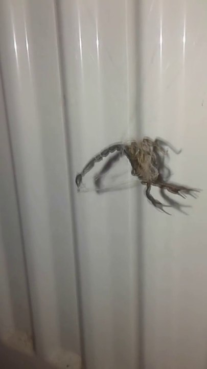 Cette araignée a piégé un scorpion dans sa toile... Impressionnant