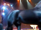 Weltweihnachtszirkus Stuttgart new-new - Dressur mit Pferden, Kamelen   Guanakos - Zirkus Knie