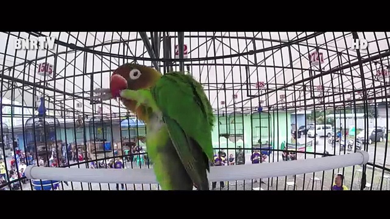 BRANDY WATCH : Siapakah Pemilik LOVEBIRD Ngekek Durasi Panjang Di Launching PBI TANGERANG??